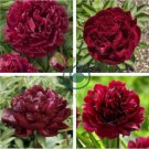 Peony Dark Deep Red Multi-petalled Flower 10 seeds