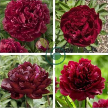 Peony Dark Deep Red Multi-petalled Flower 10 seeds