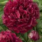 Peony Dark Deep Red Multi-petalled Flower 10 seeds