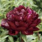 Peony Dark Deep Red Multi-petalled Flower 10 seeds