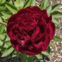 Peony Dark Deep Red Multi-petalled Flower 10 seeds