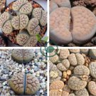 Lithops schwantesii cv.Nutwerk 20 seeds