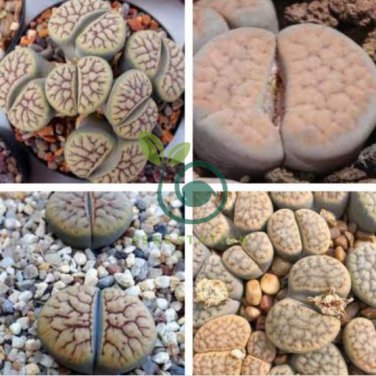 Lithops schwantesii cv.Nutwerk 20 seeds
