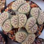 Lithops schwantesii cv.Nutwerk 20 seeds
