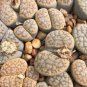 Lithops schwantesii cv.Nutwerk 20 seeds