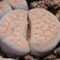 Lithops schwantesii cv.Nutwerk 20 seeds