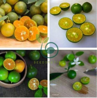 New Calamansi Calamondin Lime 40 seeds