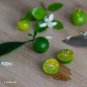 New Calamansi Calamondin Lime 40 seeds
