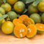 New Calamansi Calamondin Lime 40 seeds