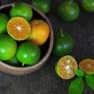 New Calamansi Calamondin Lime 40 seeds