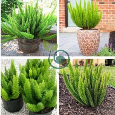 Garden Foxtail Fern 200 seeds