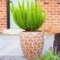 Garden Foxtail Fern 200 seeds