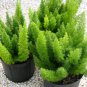 Garden Foxtail Fern 200 seeds