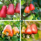 Exotic Cashew Tree Seeds Anacardium Occidentale 10 seeds