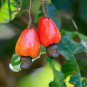 Exotic Cashew Tree Seeds Anacardium Occidentale 10 seeds