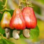 Exotic Cashew Tree Seeds Anacardium Occidentale 10 seeds