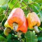 Exotic Cashew Tree Seeds Anacardium Occidentale 10 seeds