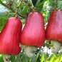 Exotic Cashew Tree Seeds Anacardium Occidentale 10 seeds