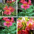 Peruvian Lily Alstroemeria Flower 200 seeds