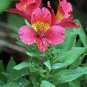 Peruvian Lily Alstroemeria Flower 200 seeds