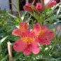 Peruvian Lily Alstroemeria Flower 200 seeds