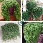 Dichondra Repens 200 seeds
