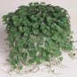 Dichondra Repens 200 seeds