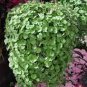 Dichondra Repens 200 seeds