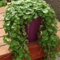 Dichondra Repens 200 seeds