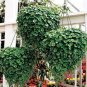 Dichondra Repens 200 seeds