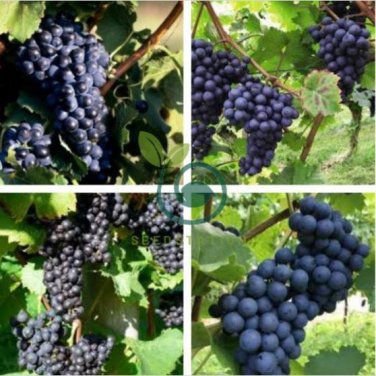 'Little Bee' Black Grape Fruit 200 seeds