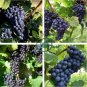 'Little Bee' Black Grape Fruit 200 seeds