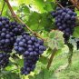 'Little Bee' Black Grape Fruit 200 seeds