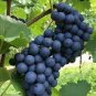 'Little Bee' Black Grape Fruit 200 seeds