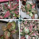 Rare Color Aglaonema 200 seeds