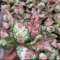 Rare Color Aglaonema 200 seeds