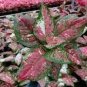 Rare Color Aglaonema 200 seeds