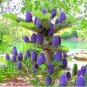 Rare Korean Fir Abies Koreana 200 seeds