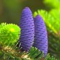 Rare Korean Fir Abies Koreana 200 seeds