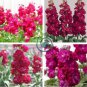 Matthiola 400 seeds