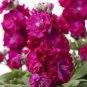 Matthiola 400 seeds
