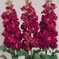 Matthiola 400 seeds