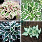 Hosta Flower 300 seeds