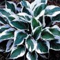 Hosta Flower 300 seeds