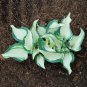 Hosta Flower 300 seeds