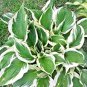 Hosta Flower 300 seeds