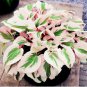 Hosta Flower 300 seeds