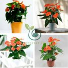 Anthurium Plants Beautiful Rainbow 100 seeds