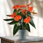 Anthurium Plants Beautiful Rainbow 100 seeds