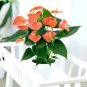 Anthurium Plants Beautiful Rainbow 100 seeds